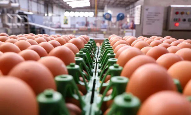 Exportações de ovos do Brasil disparam diante da forte demanda dos EUA
