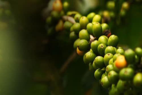 Exportação de café verde do Brasil cai 29% em abril